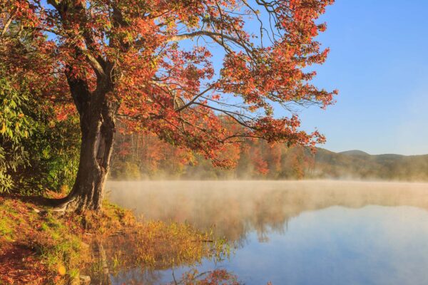 Tree next to lake in the fall